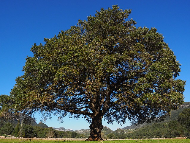 olio di canfora
