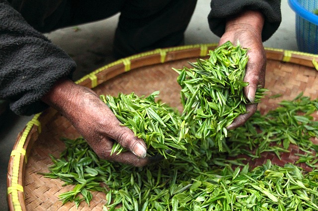tè verde deteinato