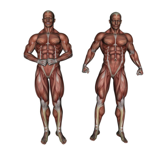 muscoli